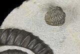 Plate of Ammonite (Anetoceras) Fossils and a Trilobite - Morocco #135997-1